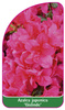 Azalea japonica 'Gislinde'