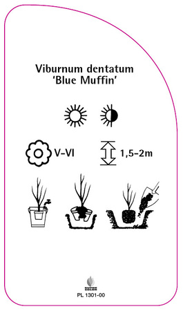 Viburnum dentatum 'Blue Muffin'