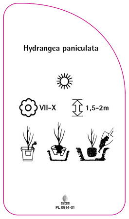 Hydrangea paniculata