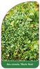 Ilex crenata 'Glorie Gem'