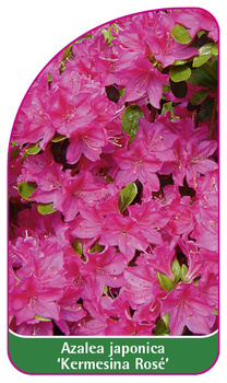 Azalea japonica 'Kermesina Rosé'