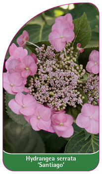 Hydrangea serrata 'Santiago'