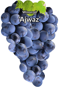 Réva vinná Ajwaz