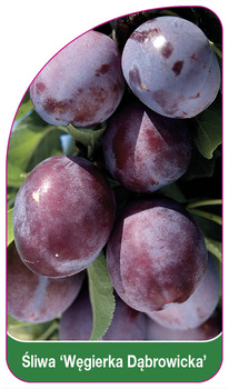 Śliwa 'Węgierka Dabrowicka'