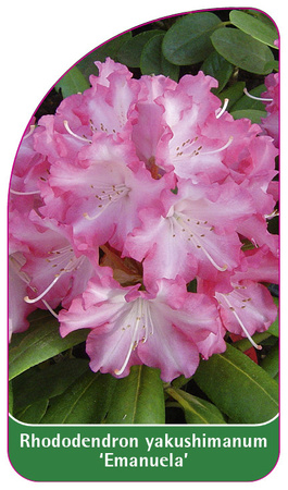 Rhododendron yakushimanum 'Emanuela'