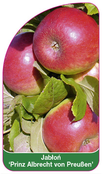 Jabłoń 'Prinz Albrecht von Preußen'