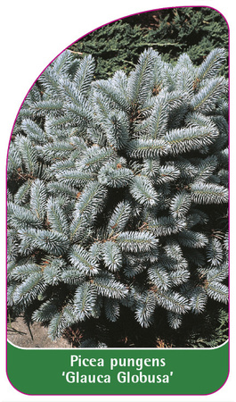 Picea pungens 'Glauca Globosa'