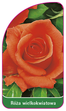 Róza wielkokwiatowa Nr. 206 A