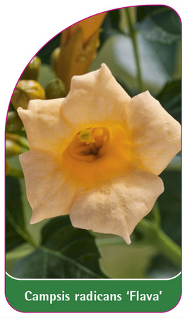 Campsis radicans 'Flava'