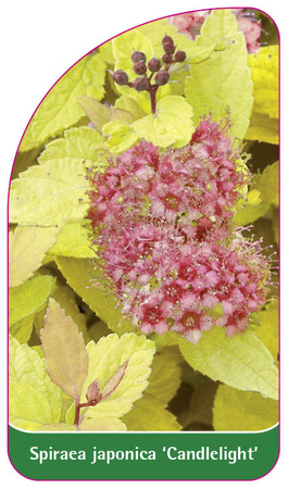 Spiraea japonica 'Candlelight'