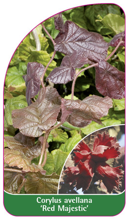 Corylus avellana 'Red Majestic'