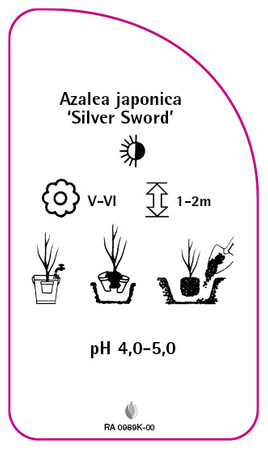 Azalea japonica 'Silver Sword'