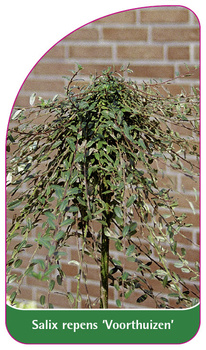 Salix repens 'Voorthuizen'