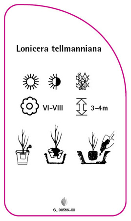 Lonicera tellmanniana