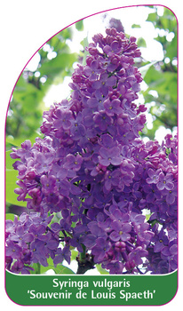 Syringa vulgaris 'Souvenir de Louis Spaeth'