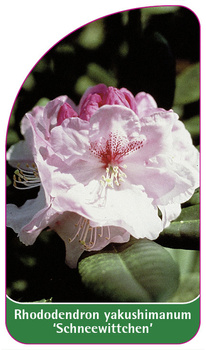 Rhododendron yakushimanum 'Schneewittchen'