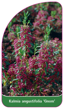 Kalmia angustifolia 'Gnom'