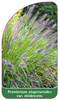 Pennisetum alopecuroides var. viridescens