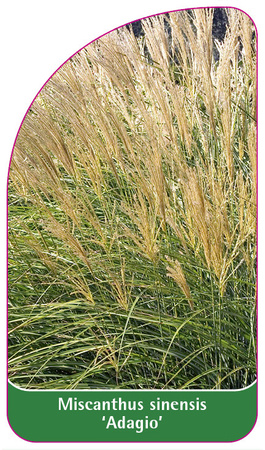 Miscanthus sinensis 'Adagio'
