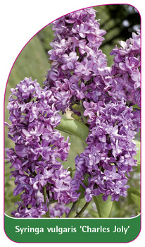 Syringa vulgaris 'Charles Joly'