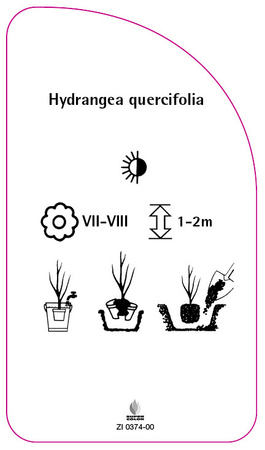 Hydrangea quercifolia