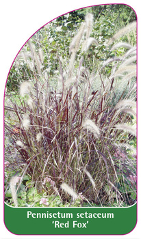 Pennisetum setaceum 'Red Fox'