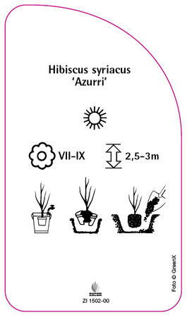 Hibiscus syriacus 'Azurri'