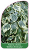Hedera colchica 'Dentata Variegata'