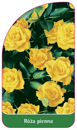 Róza pienna Nr. 76