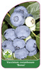 Vaccinium corymbosum 'Bonus'