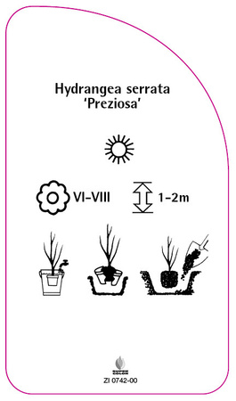 Hydrangea serrata 'Preziosa'