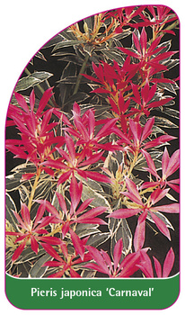 Pieris japonica 'Carnaval'