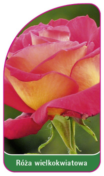 Róza wielkokwiatowa Nr. 235