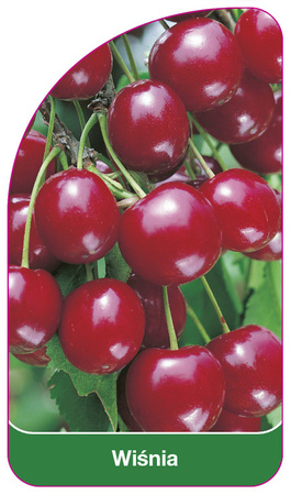 Cherry