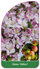 Malus 'Hillieri'