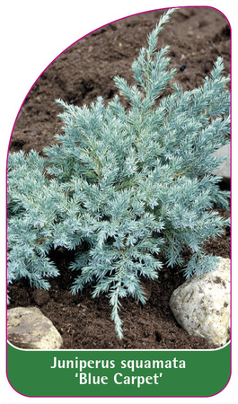 Juniperus squamata 'Blue Carpet'