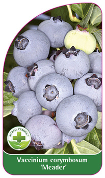 Vaccinium corymbosum 'Meader'