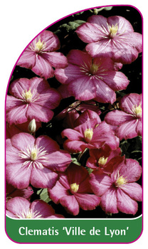 Clematis 'Ville de Lyon