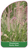 Pennisetum 'Karley Rose'