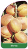 Caise