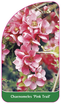 Chaenomeles 'Pink Trail'