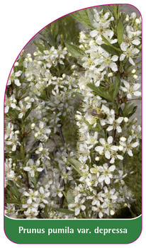 Prunus pumila var. depressa