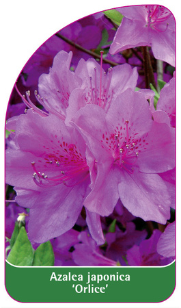 Azalea japonica 'Orlice'