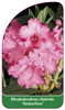 Rhododendron-Hybride 'Andantino'