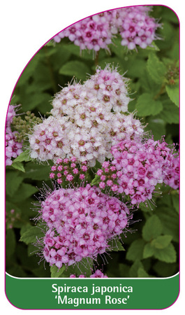 Spiraea japonica 'Magnum Rose'