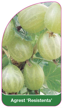 Agrest 'Resistenta'