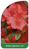 Azalea japonica, rot