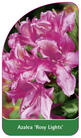 Azalea 'Rosy Lights'