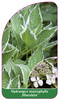 Hydrangea macrophylla ,Maculata'