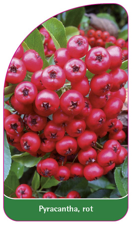 Pyracantha, rot